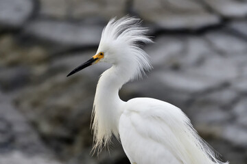 Snowy Egret with some flying feathers