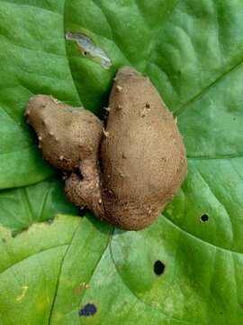 Dioscorea esculenta on the green leaves. Indonesian (Javanese) call it katak gandul or katak gandol.