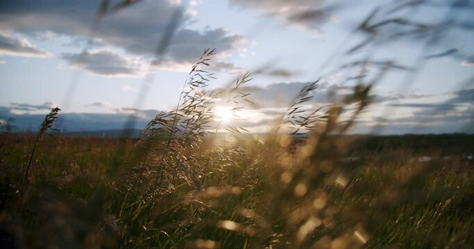 Prairie Wheat Grass Blowing in the Wind During Sunset in Lethbridge Alberta Canada Farm
