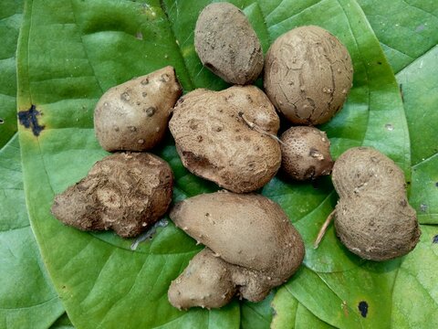 Dioscorea esculenta on the green leaves. Indonesian (Javanese) call it katak gandul or katak gandol.
