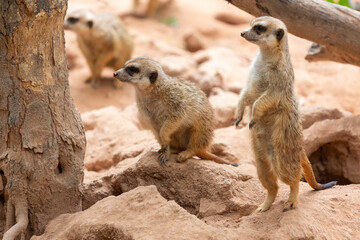 Two alerted meerkats stand on a rock, watching to the left. 