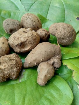 Dioscorea esculenta on the green leaves. Indonesian (Javanese) call it katak gandul or katak gandol.