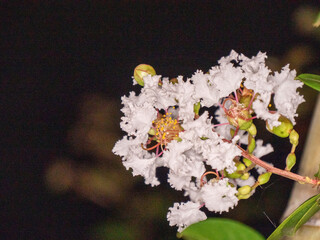夜に映えるサルスベリの花