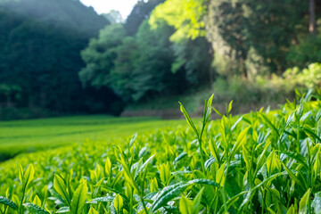 朝日が差し込む茶畑