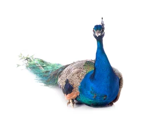 Deurstickers peacock © cynoclub