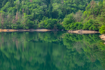Fototapeta na wymiar 湖に映り込む新緑