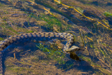 Grass snake floats on the lake