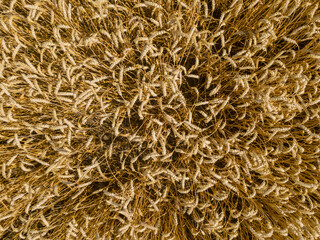 Aerial top view of the golden wheat field. Rural nature background
