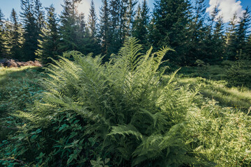 Fototapeta premium A plant in a forest