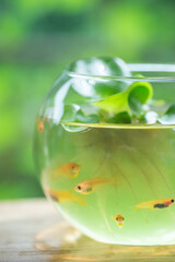 金魚鉢とメダカ