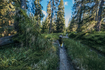 Fototapeta premium A tree in a forest