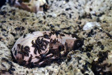Beetles eating a raccoon school