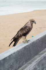Falcon is perching on a ground 