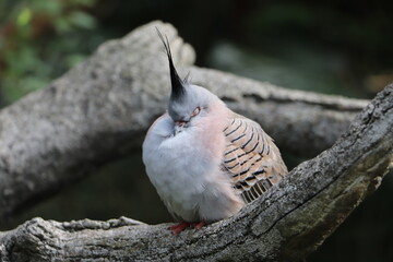 bird in the forest