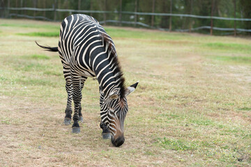 Zebra Grazing on grassland in safari park 