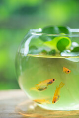 金魚鉢とメダカ