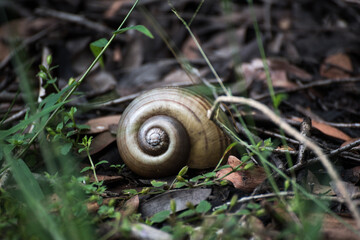Snail Hides from Danger while crawling across on leaf