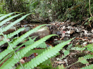 Nature in Sri Lanka