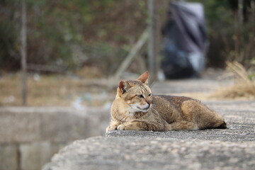 Cat lying on the ground