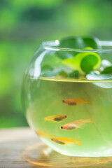 金魚鉢とメダカ