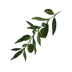 Watercolor olive branch. The illustration is painted with watercolor paint. White background. The picture is drawn by hand. Illustration for printing, paper design, typography, wallpaper, textiles.