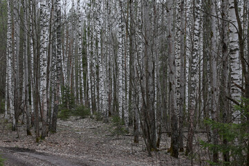 spring birch forest in Russia, road in the forest