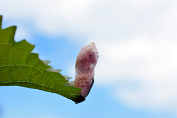 Fototapeta premium 大葉についていた昆虫の繭。風が吹いても、逆さまになっても、しっかりついて落ちません。昆虫イメージ素材