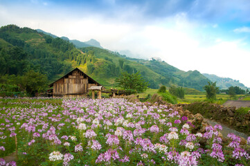 Field of blooming pink and purple flowers and a farm house at the background at Cat Cat Village,...