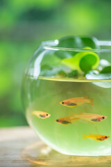 金魚鉢とメダカ