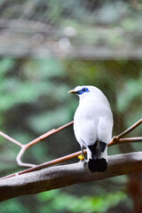 Leucopsar rothschildi perched on a tree branch