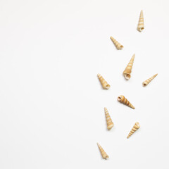 Conch seashells isolated on white background. summer marine decoration. flat lay, top view, copy space