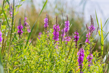 Fototapeta premium Herbal alternative medicine and medicinal plants. The inflorescence of a useful flower is narrow-leaved fireweed, Chamaenerion angustifolium, Epilobium natural anti-inflammatory agent in the meadow