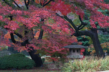 小雨降る秋の庭園の紅葉