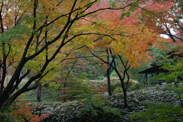 小雨降る秋の庭園の紅葉