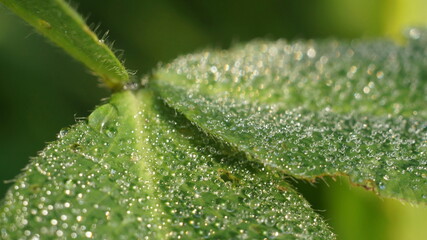 morning dew on green leaves
