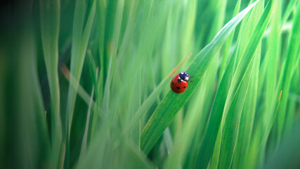 ladybug on light green grass  © Olga