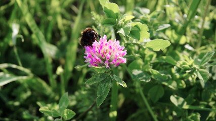 pink clover with an insect on a green background