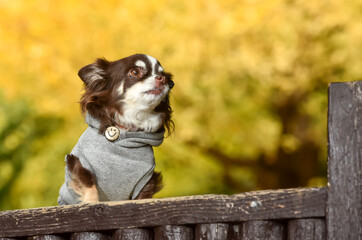 Obraz premium 銀杏の木の前でおすましするチワワ