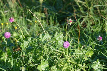 Distel, Thistle