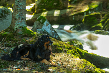 black and gold Hovie, dog hovawart resting on the shore in the forest next to a wild stream