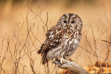 tawny owl (Strix aluco) nice portrait in autumn wild nature