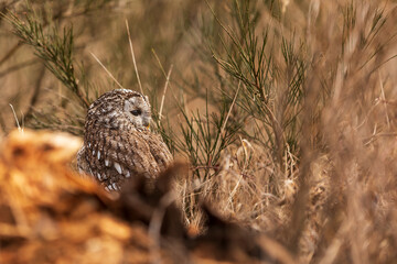 tawny owl (Strix aluco) It blends in perfectly with the environment and its camouflage makes the invisible