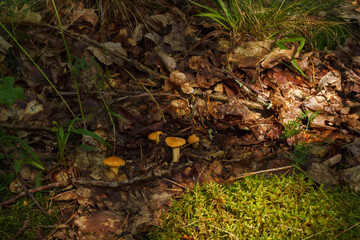 Beautiful chanterelle mushrooms in the forest. Shallow depth of field (DOF)