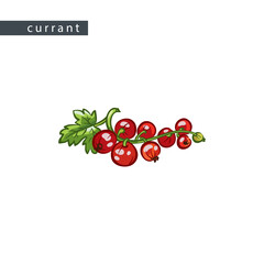 sketch_currant_red_lying_branch