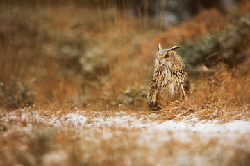 Eurasian eagle-owl (Bubo bubo)sitting on the edge of the forest in the dry grass in winter