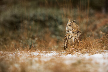 Eurasian eagle-owl (Bubo bubo) sitting on the edge of the forest in the dry grass in winter