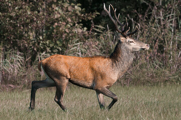 Jeleń szlachetny (Cervus elaphus) © Harald