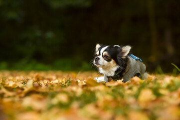 イチョウ並木でおすましするチワワ
