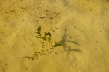 The aquatic plant swims in shallow water