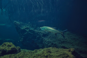 underwater cave stalactites landscape, cave diving, yucatan mexico, view in cenote under water